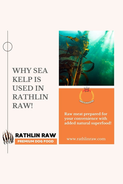Why sea kelp is used in Rathlin Raw!